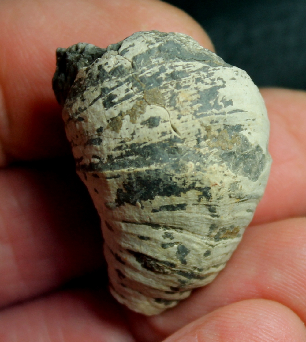 Heliophyllum