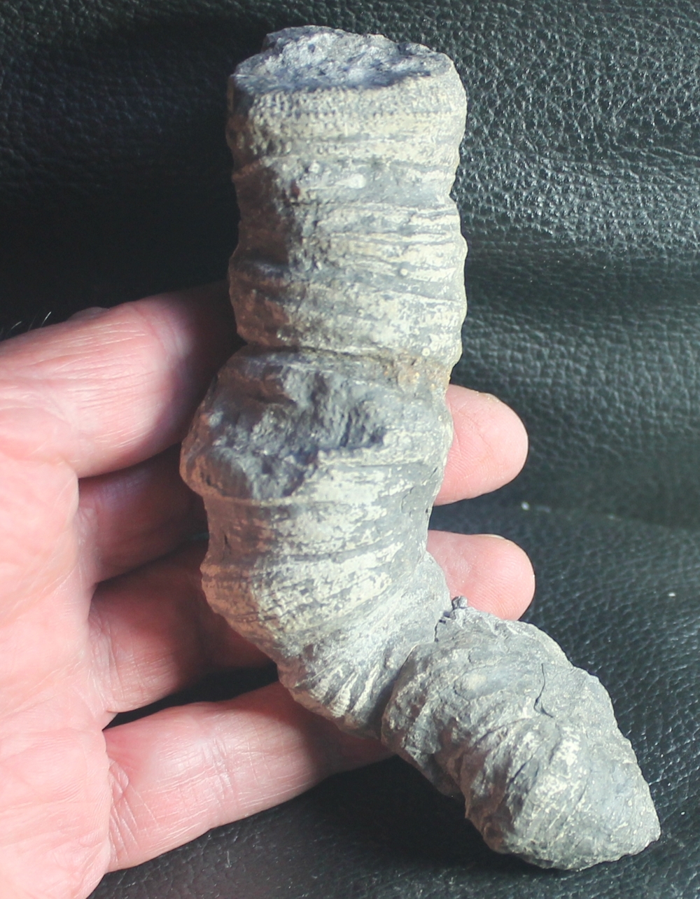 Heliophyllum