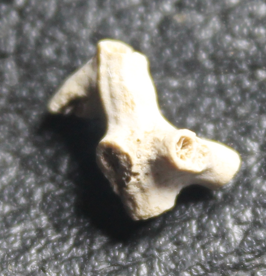  Stylocora exilis