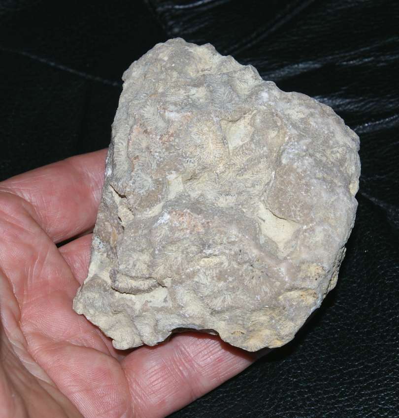 Meandrina isophyllioides