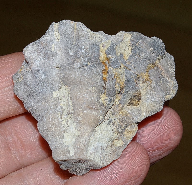 Colpophyllia formosa