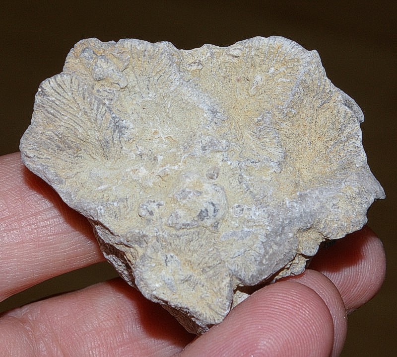 Eocene fossil coral