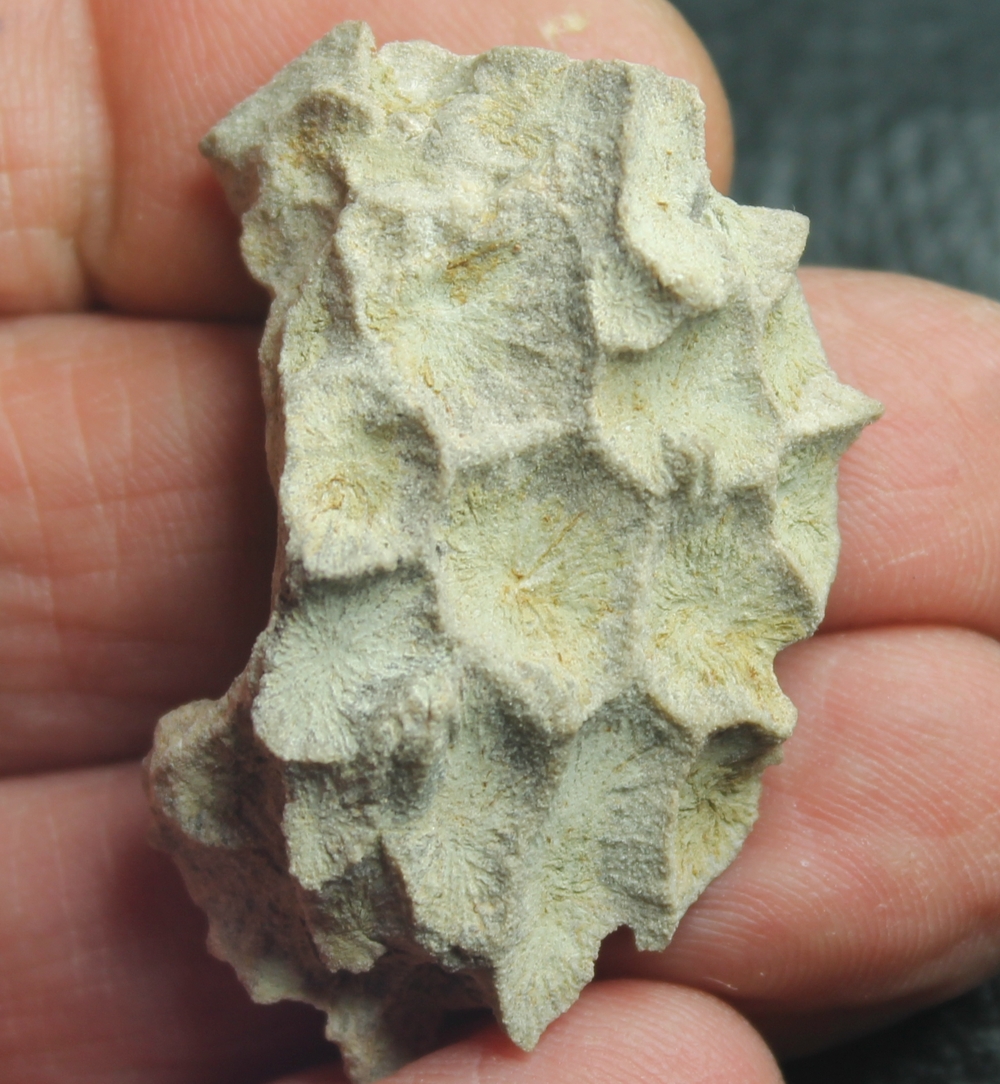 fossil coral