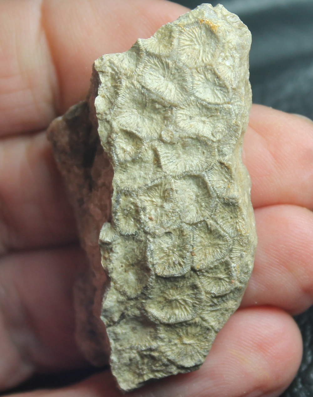 Goniopora ameliana