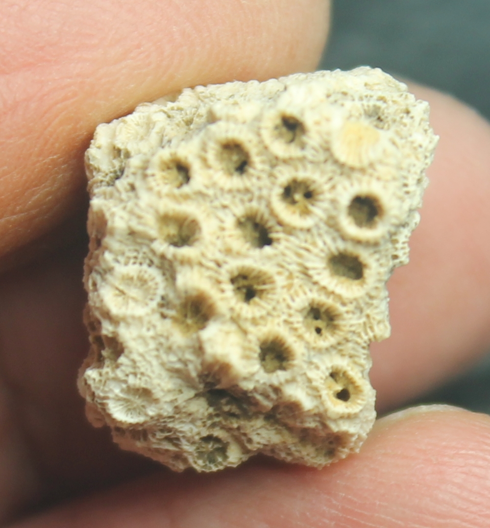 Tarbellastraea reussiana