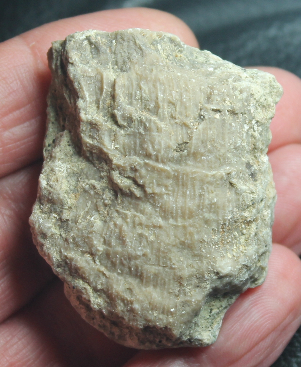 Placocoenia coronata
