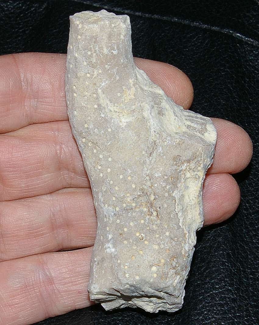 Heliopora bellardii