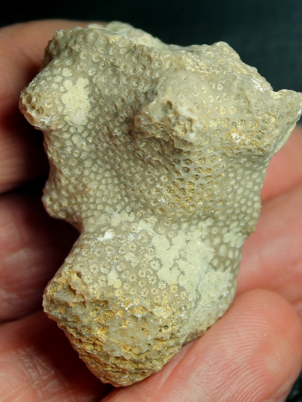 fossil coral,  Astrocoenia lobatorotundata