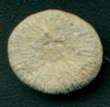 Fossil coral