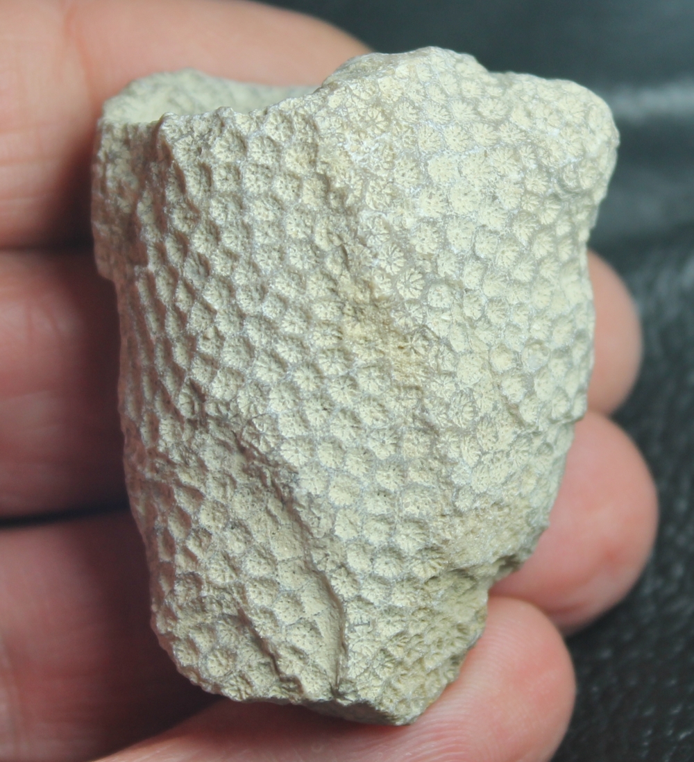 Colliastrea guillermoi