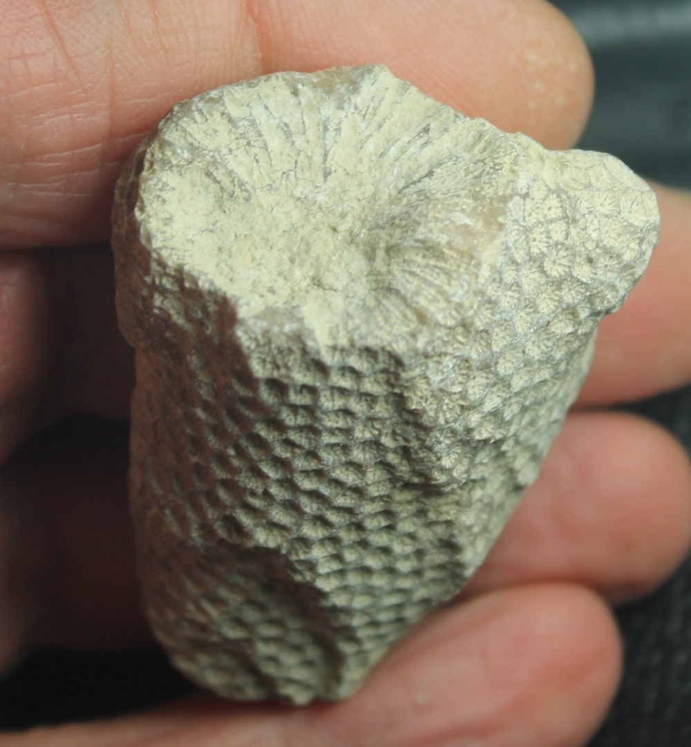 Colliastrea guillermoi