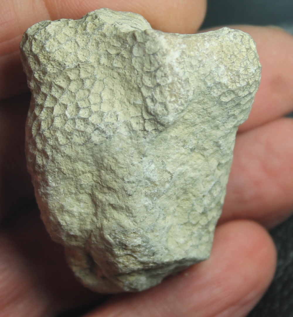 Colliastrea guillermoi