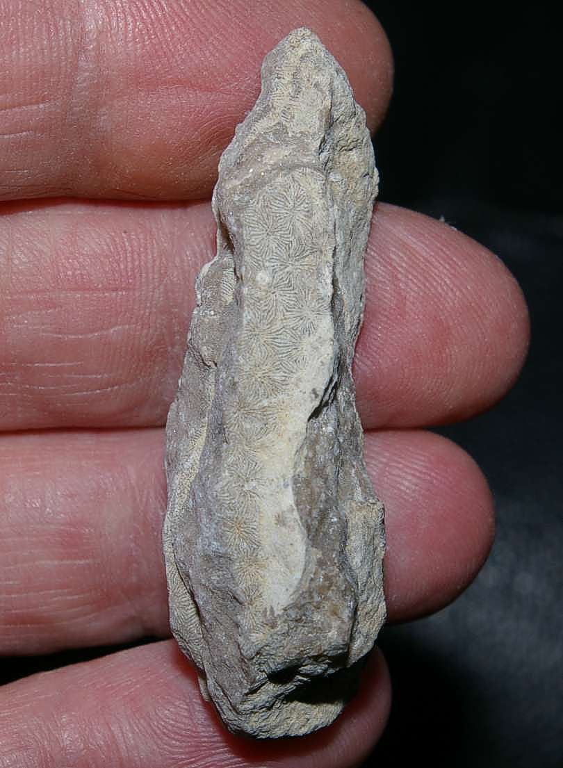 Mesomorpha forojuliensis