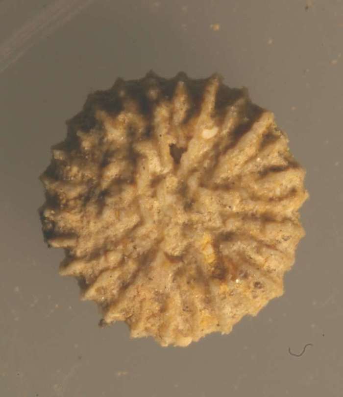 Peponocyathus duncani