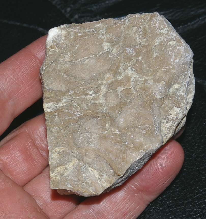 Cyathoseris flectans