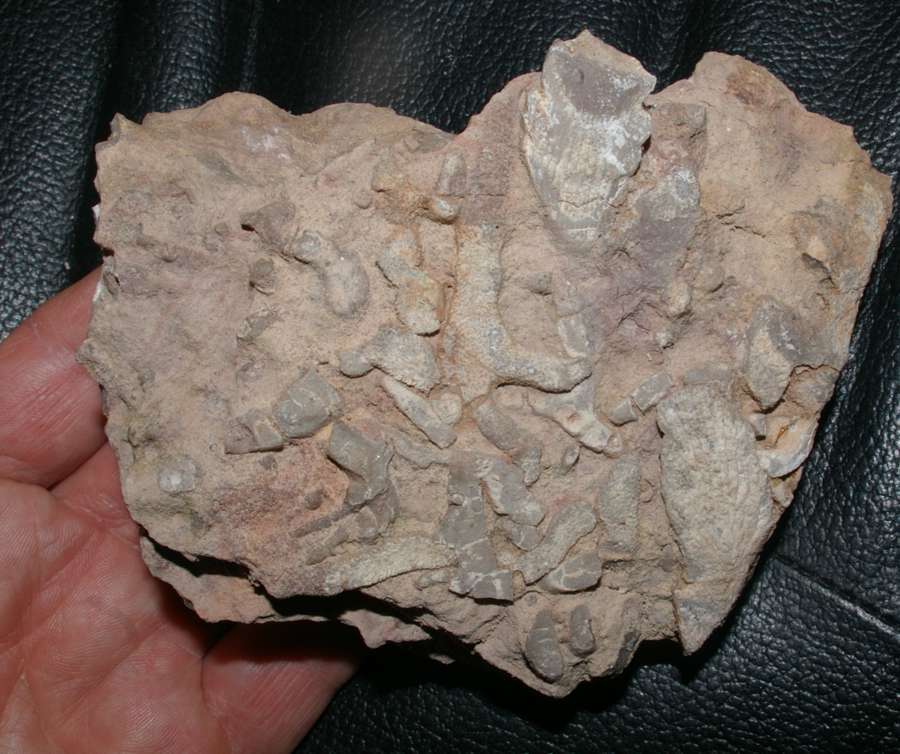 Thamnopora bolonensis
