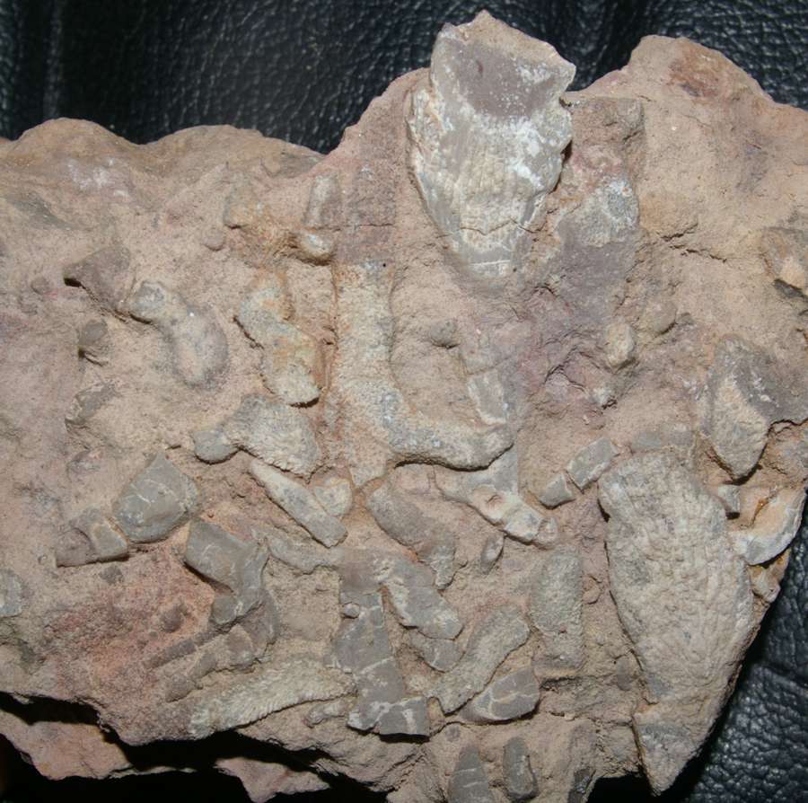 Thamnopora bolonensis