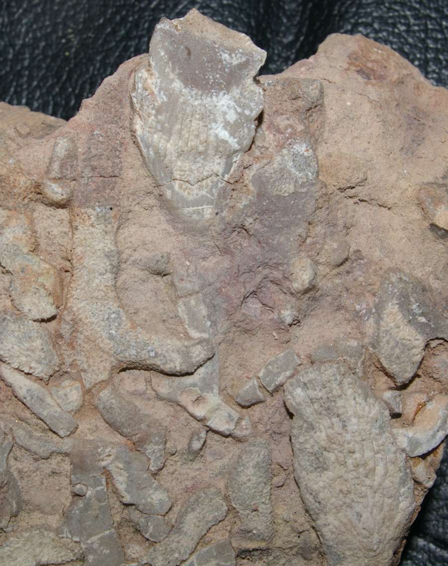 Thamnopora bolonensis