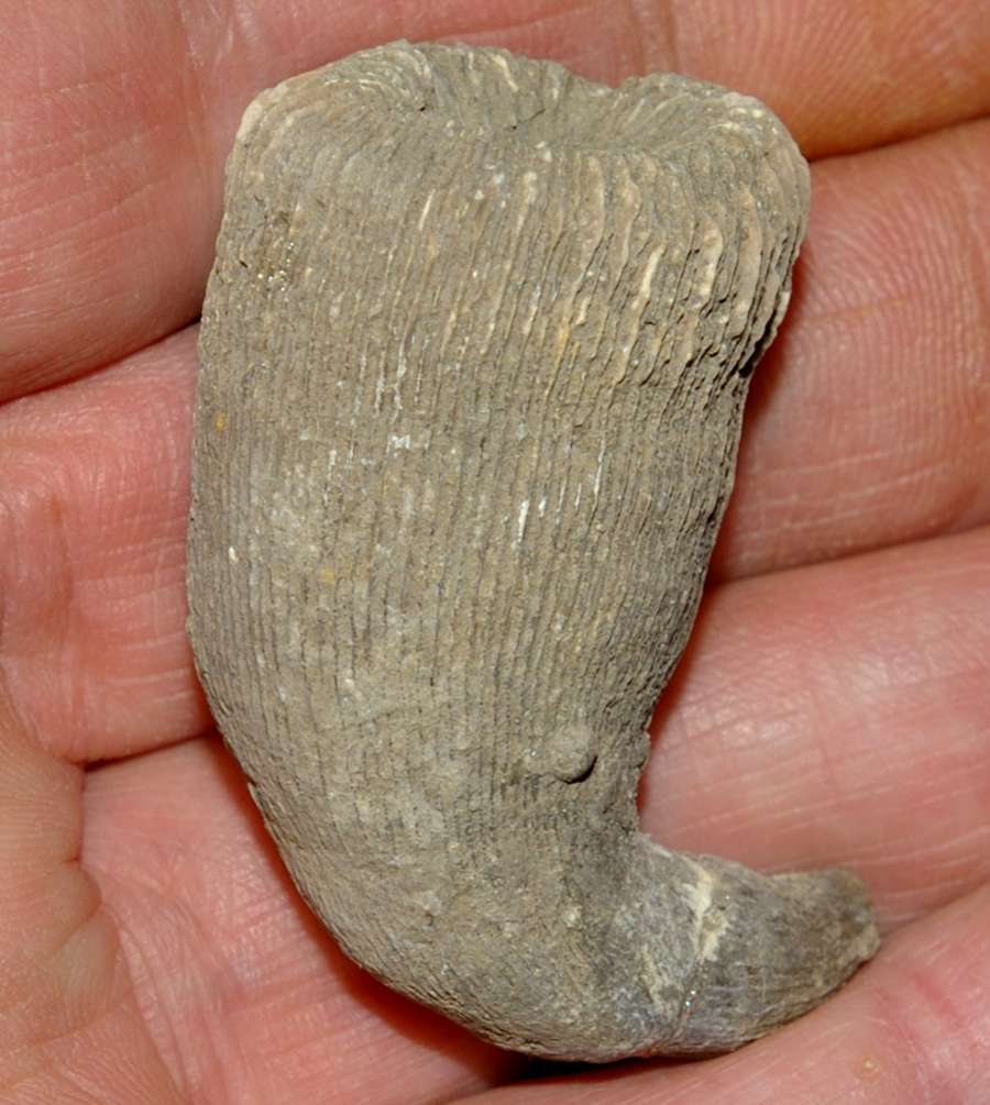 Placosmilia bofilli