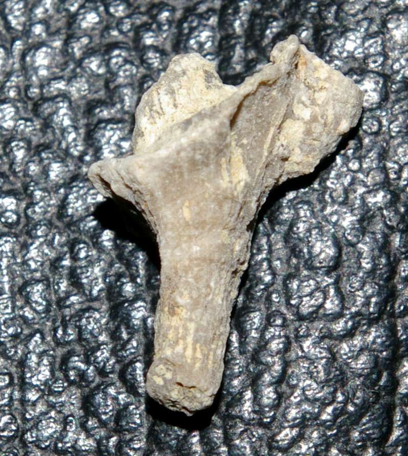 Cyathoseris florens