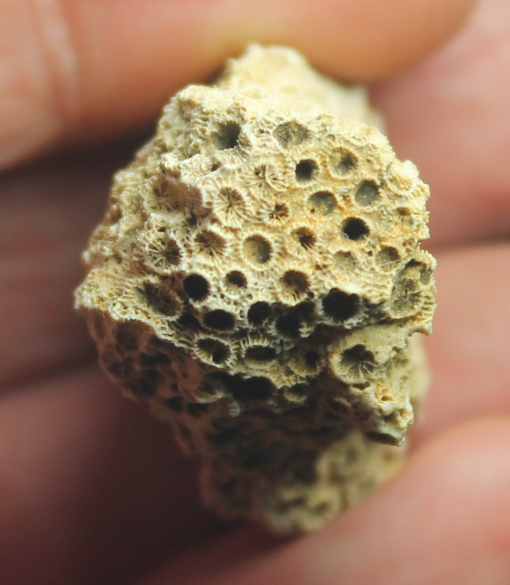 Palaeoplesiastraea desmoulinsi