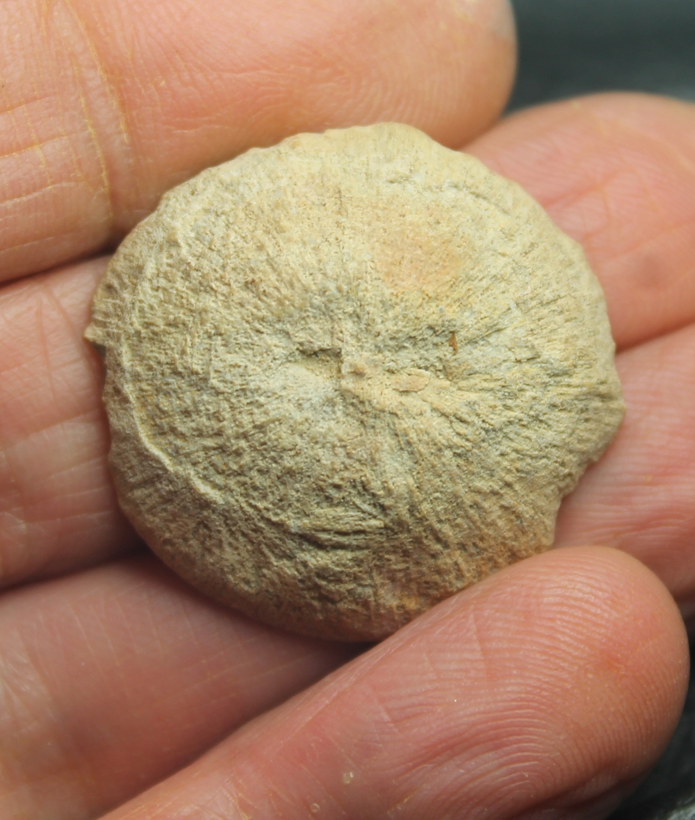 Cunnolites reussi