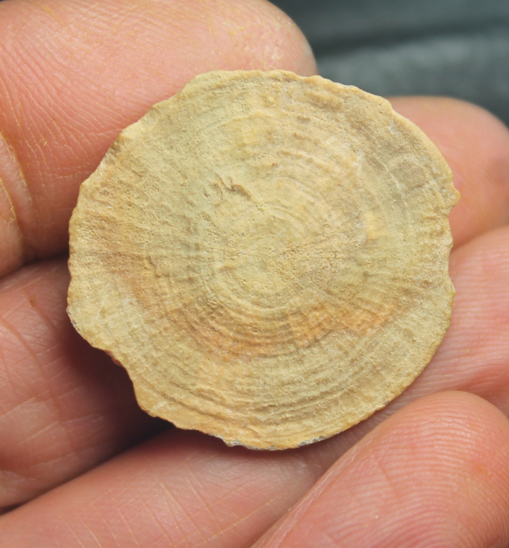Cretaceous fossil coral