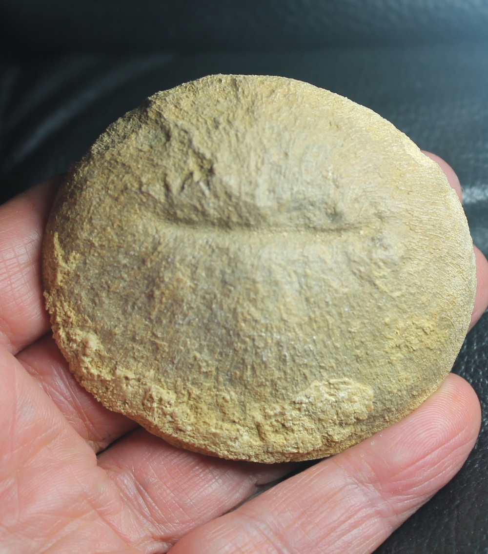 Cunnolites umdlata