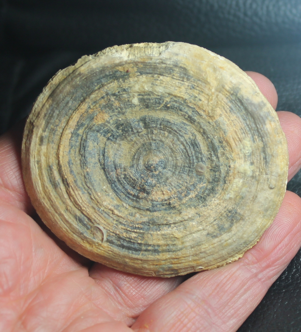 Cunnolites undulata, fossil coral