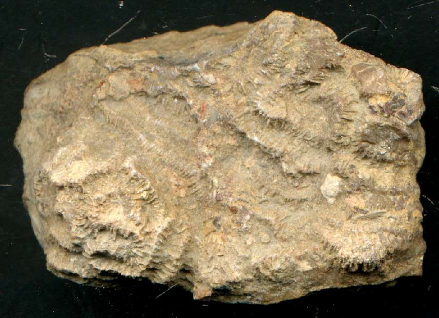 Heterocoenia garumnica
