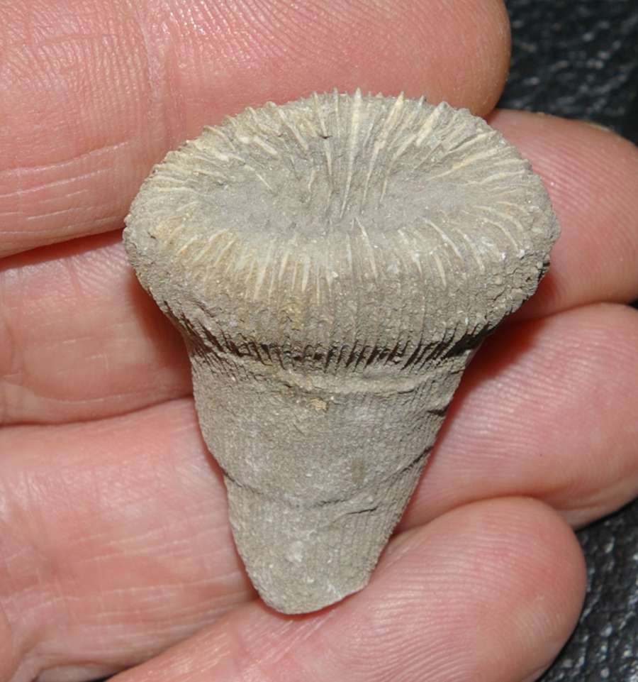 Placosmilia gracilis