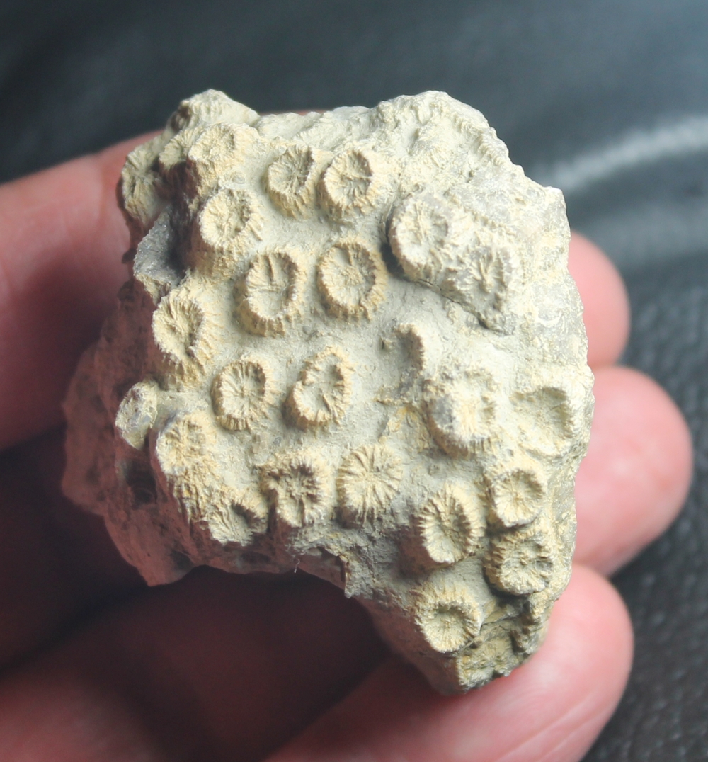 Orbicella alpina