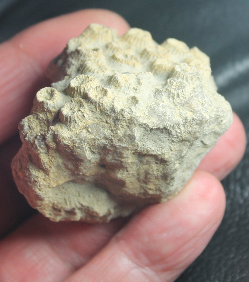 Eocene fossil coral