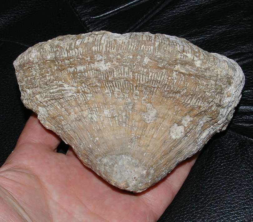 Pattalophyllia magna
