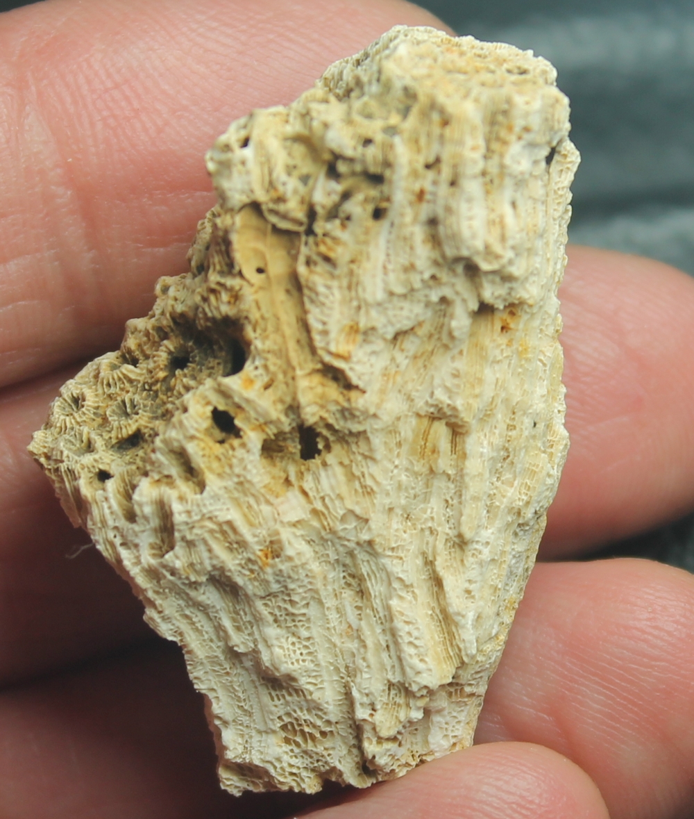 Palaeoplesiastraea desmoulinsi