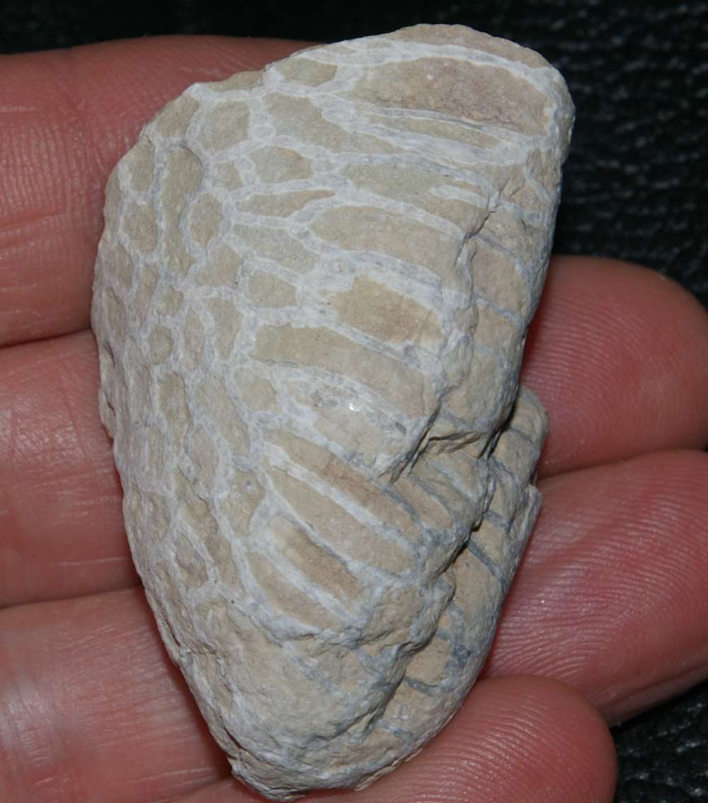 tabulate coral Catenipora