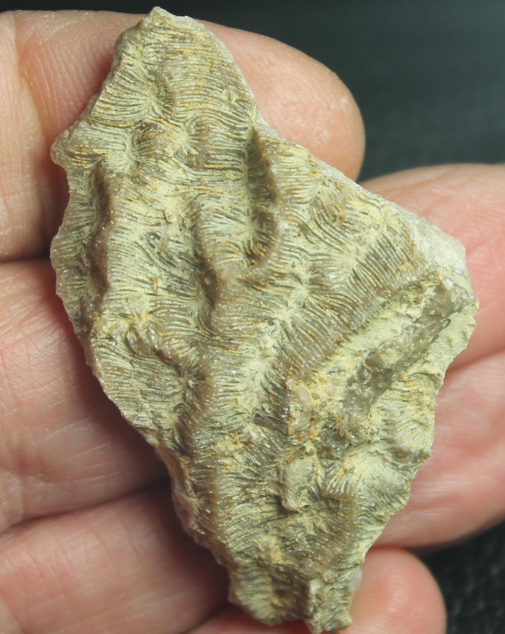 Colpophyllia stellata (Catullo, 1857)