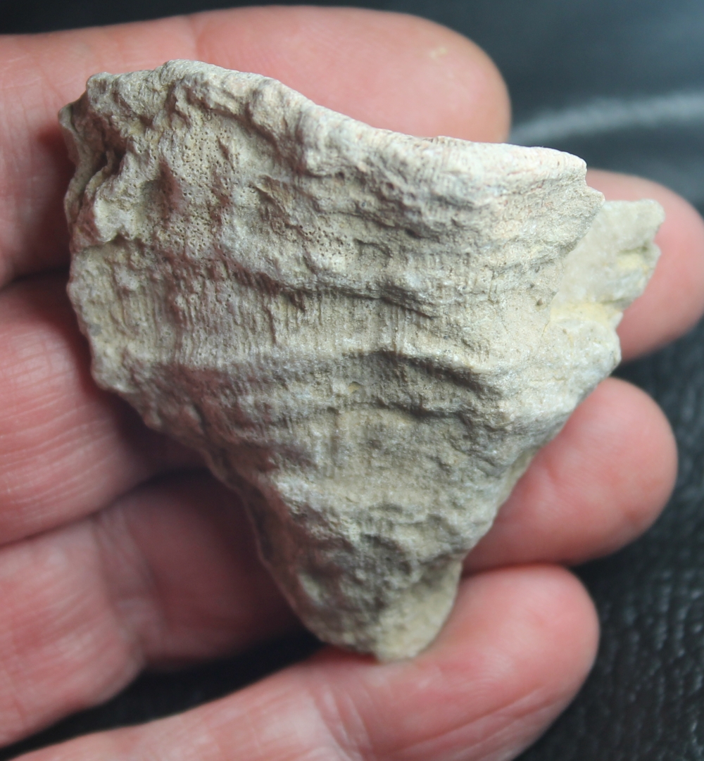 Flabellum costatum