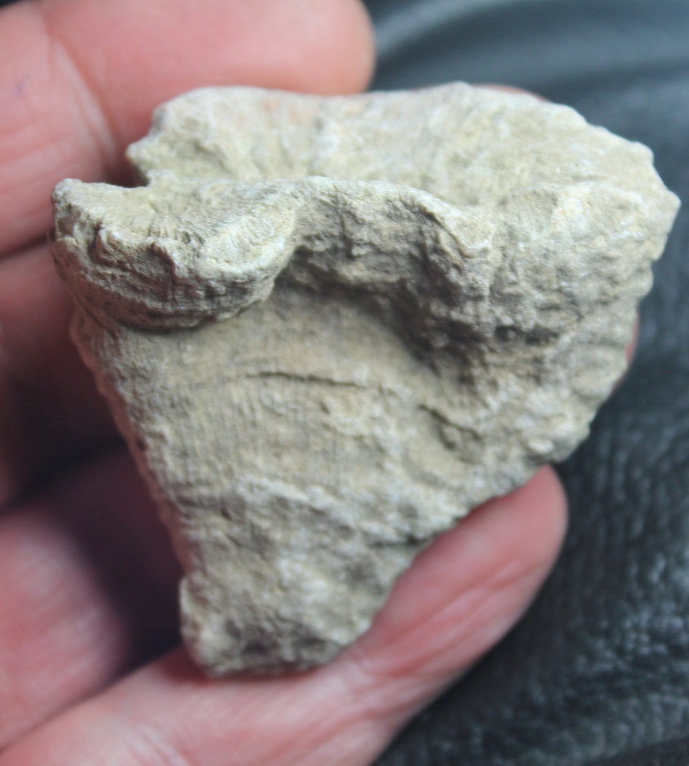 Flabellum costatum