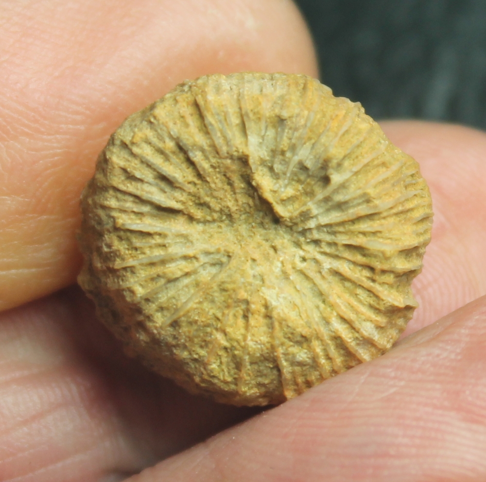  Actinoseris