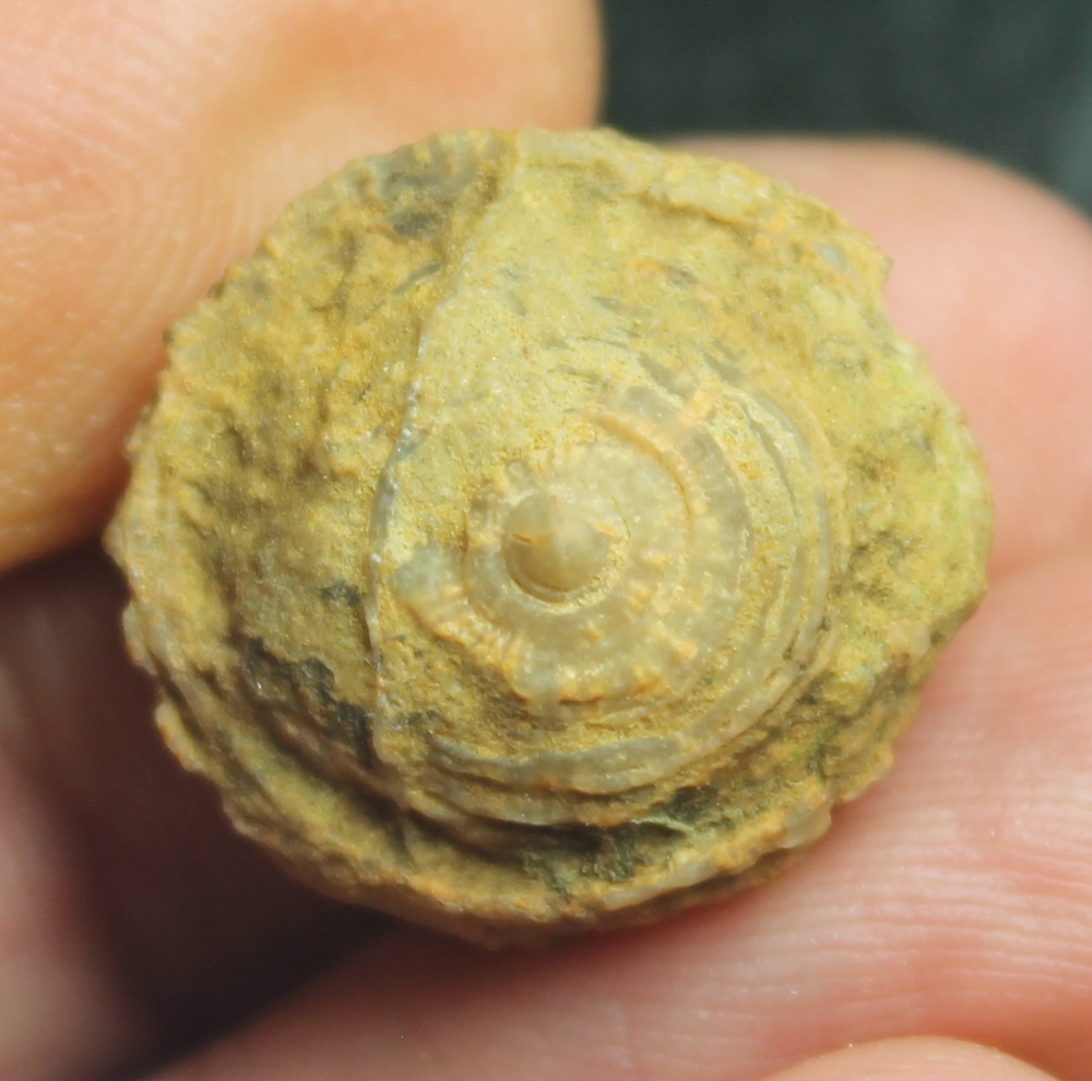  Actinoseris