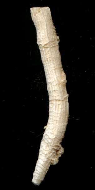 Galaxea fascicularis
