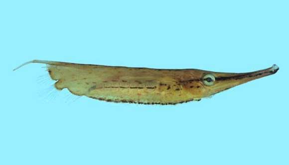 Centriscus 