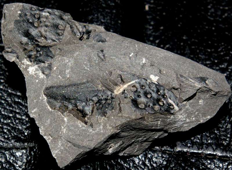 Arthropleura armata.jpg