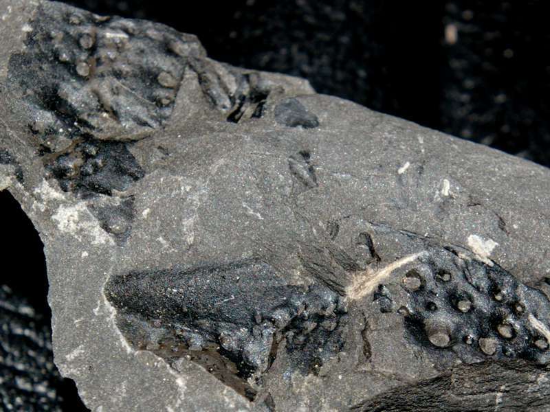 fossil millipede