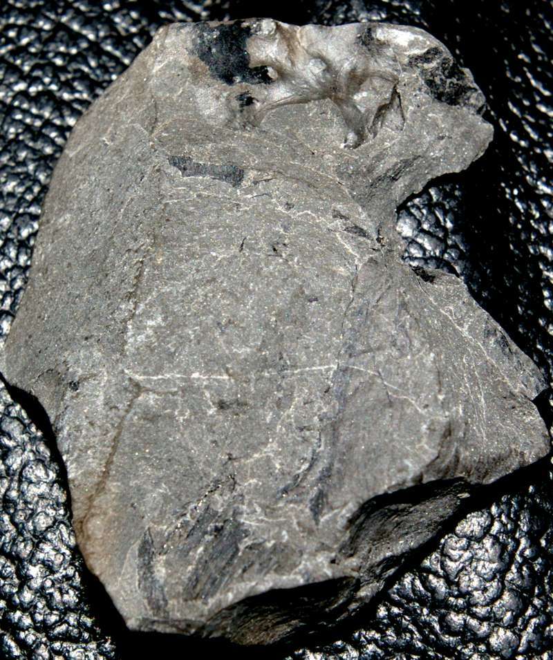 fossil millipede