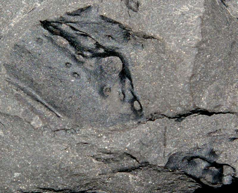 Arthropleura armata.jpg
