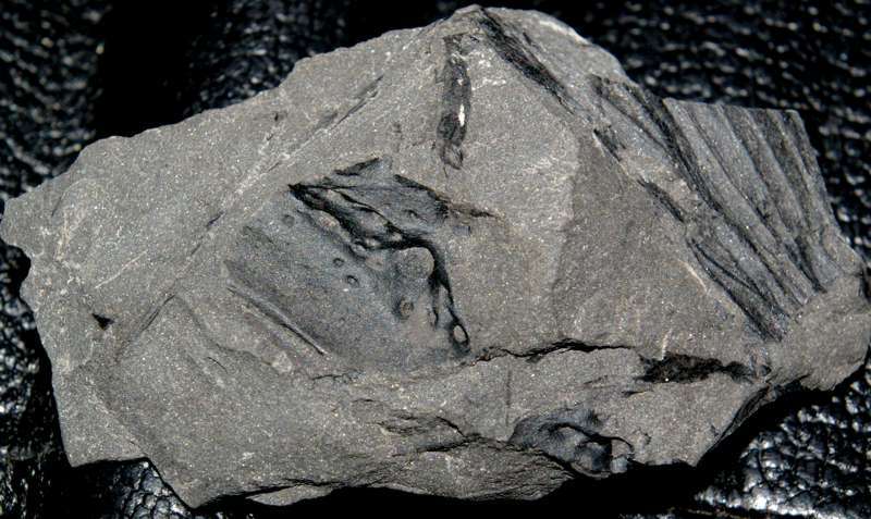 fossil millipede
