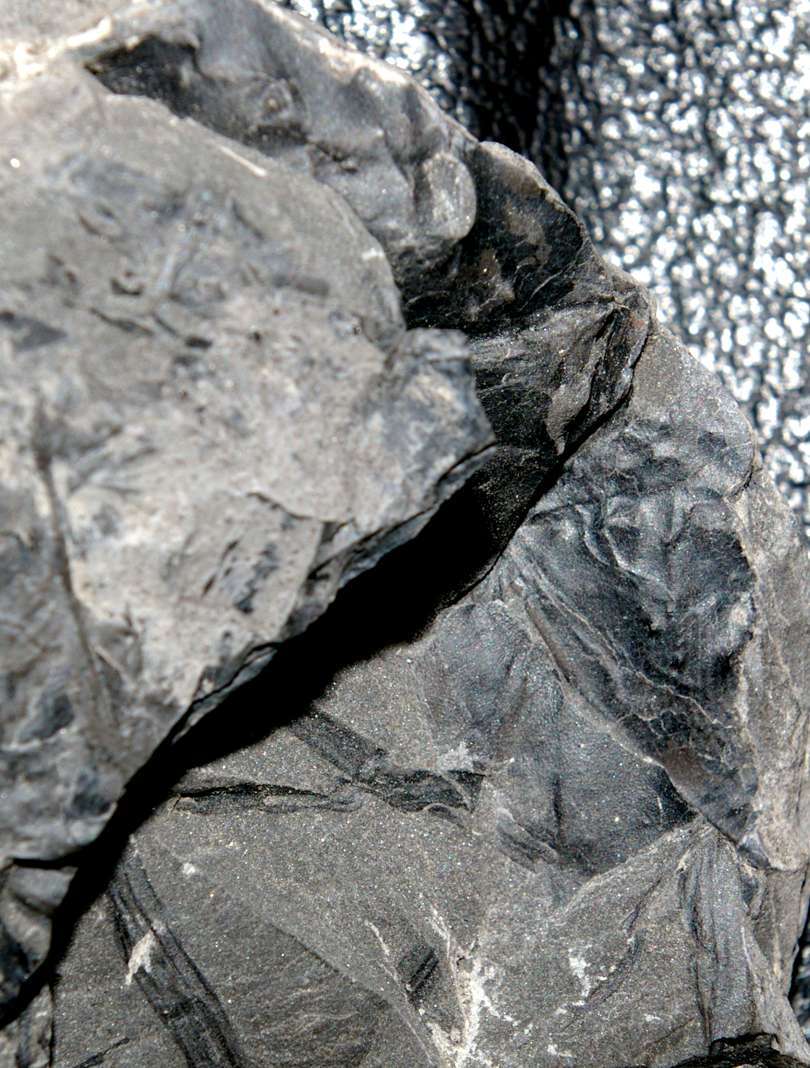 Carboniferous centipede.jpg