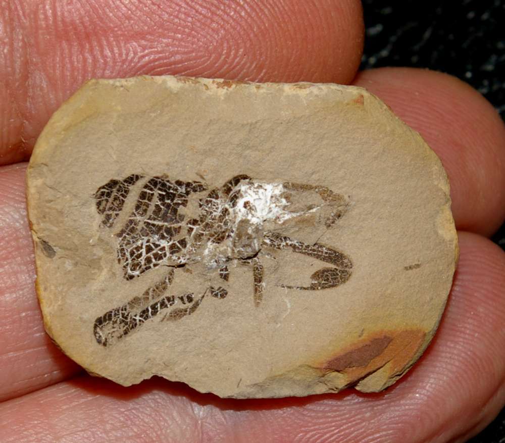  Carboniferous fossil spider